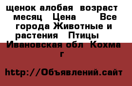 щенок алобая .возраст 1 месяц › Цена ­ 7 - Все города Животные и растения » Птицы   . Ивановская обл.,Кохма г.